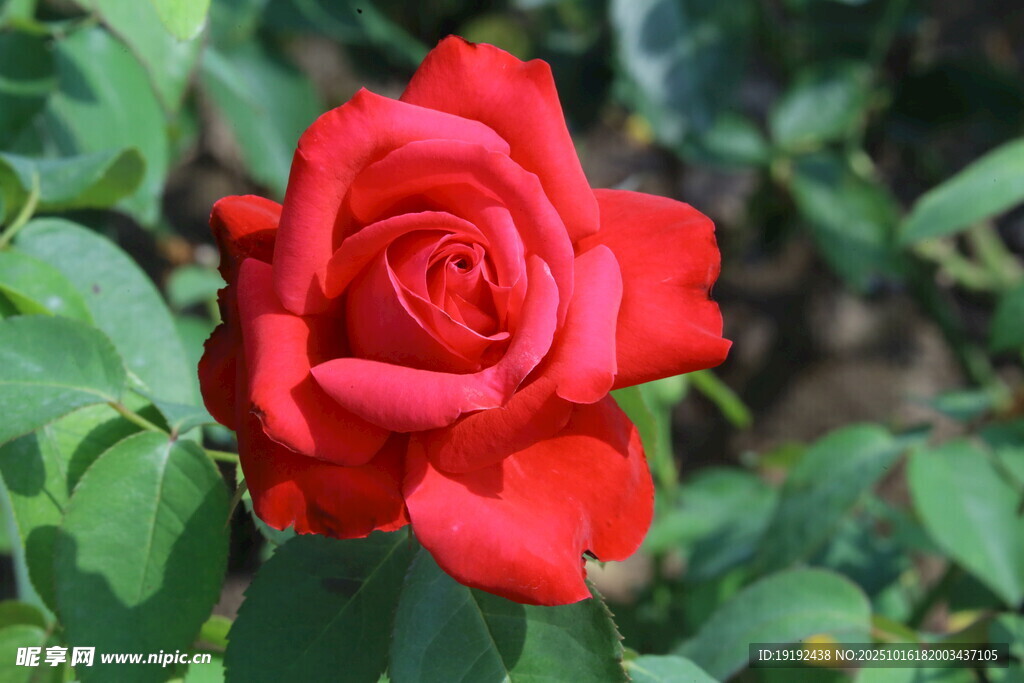 月季花 