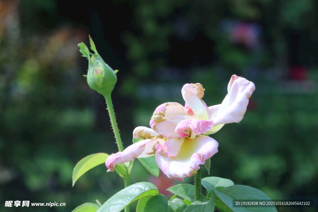 月季花 