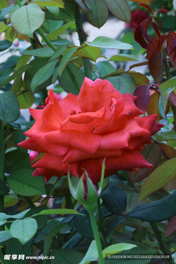 月季花 