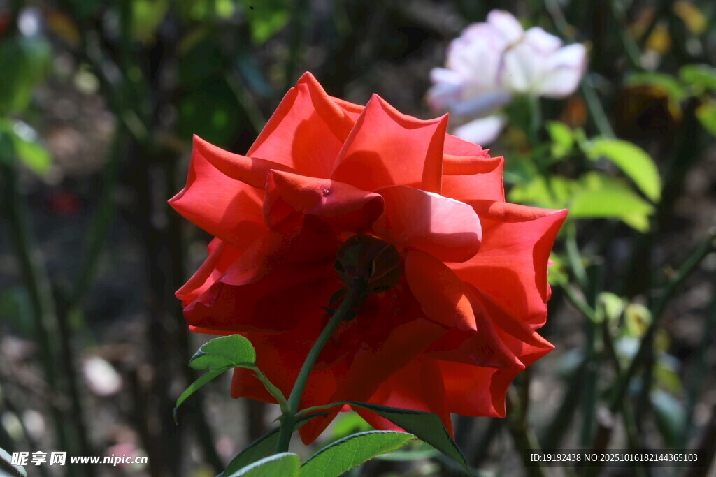 月季花  