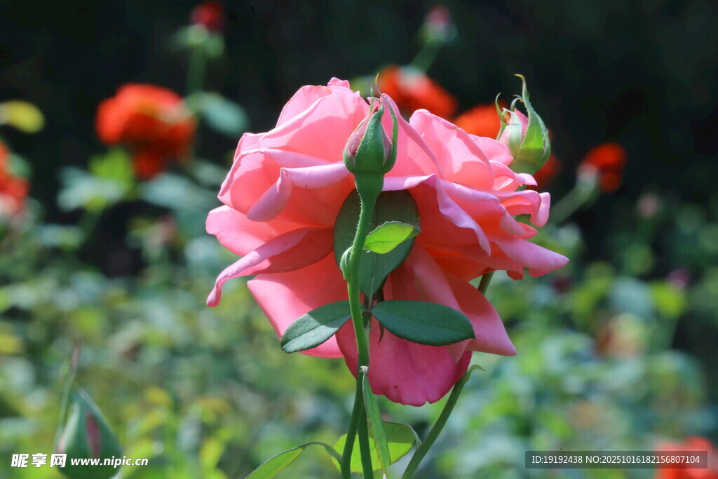 月季花  