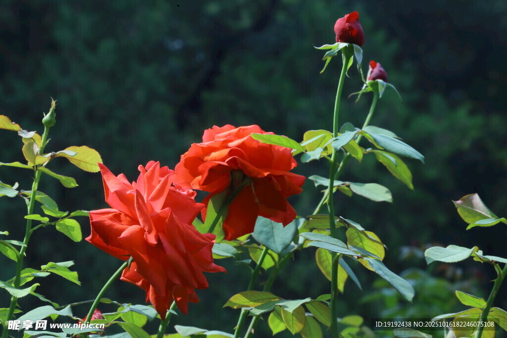月季花  