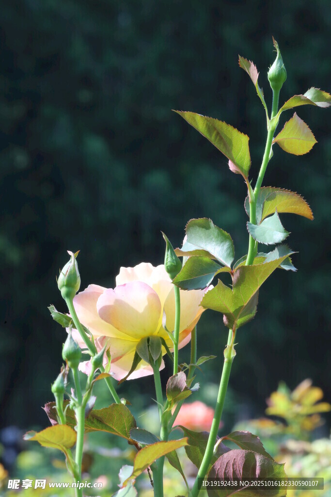 月季花  