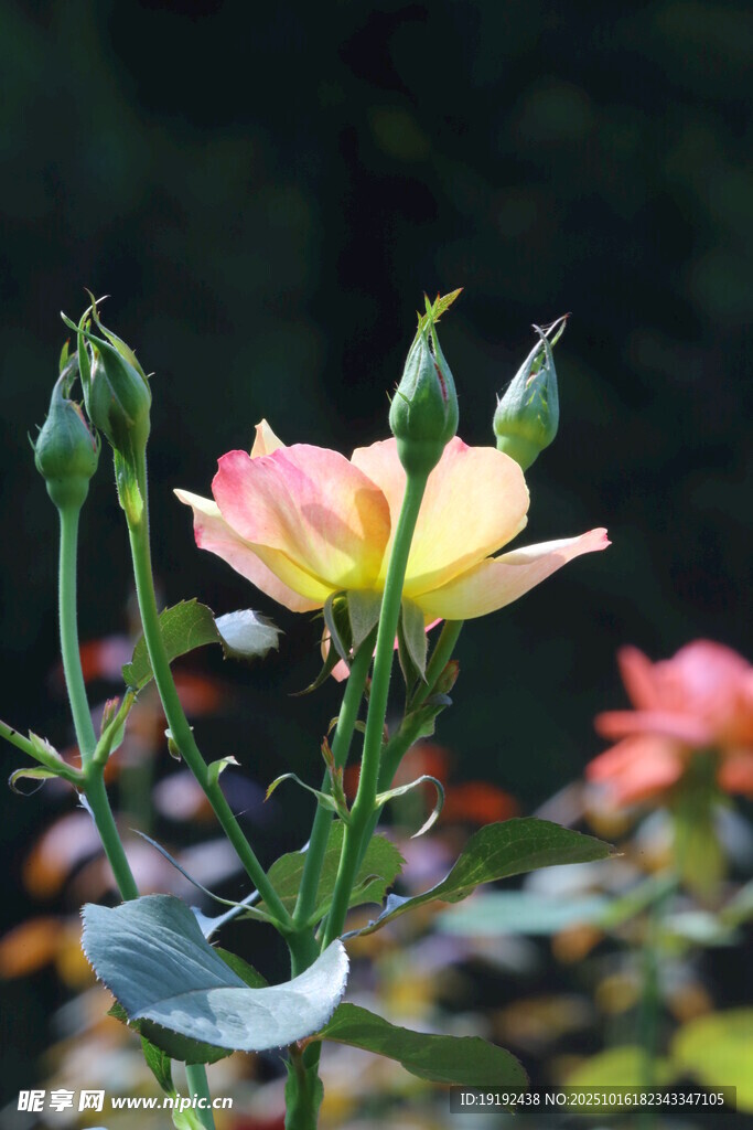 月季花 