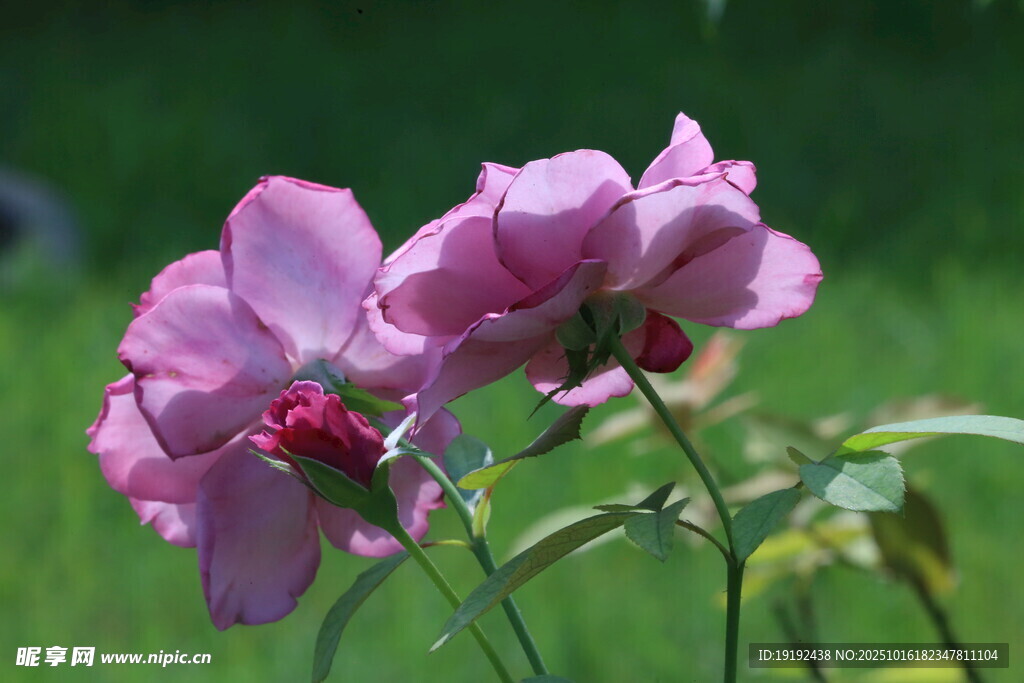 月季花  