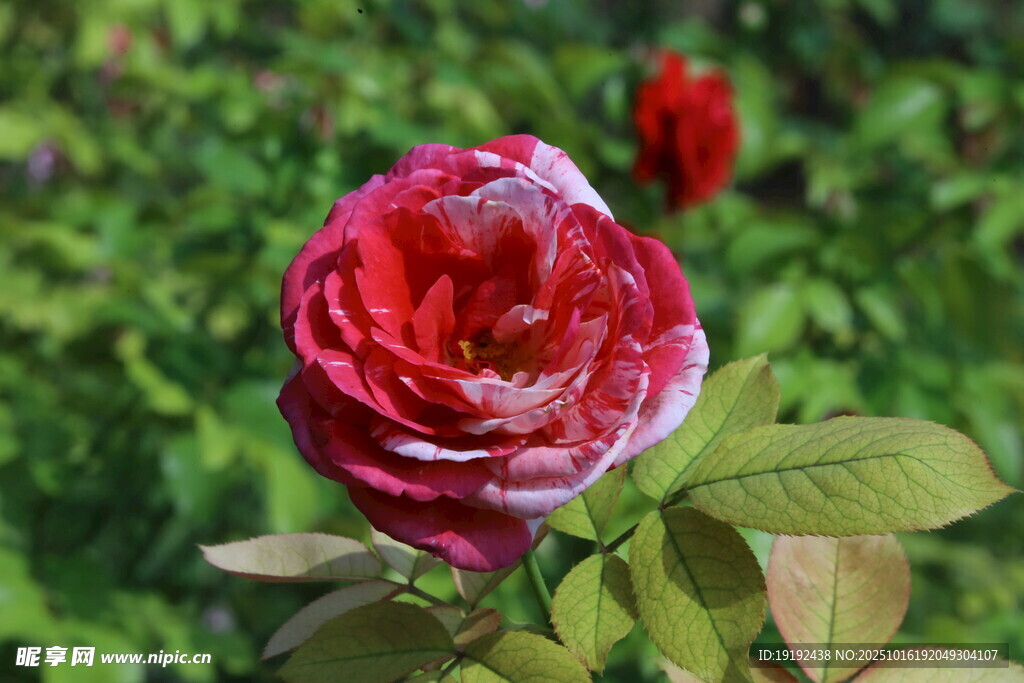 月季花  