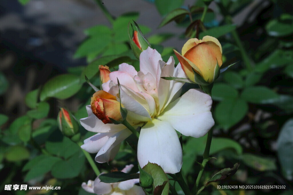 月季花  