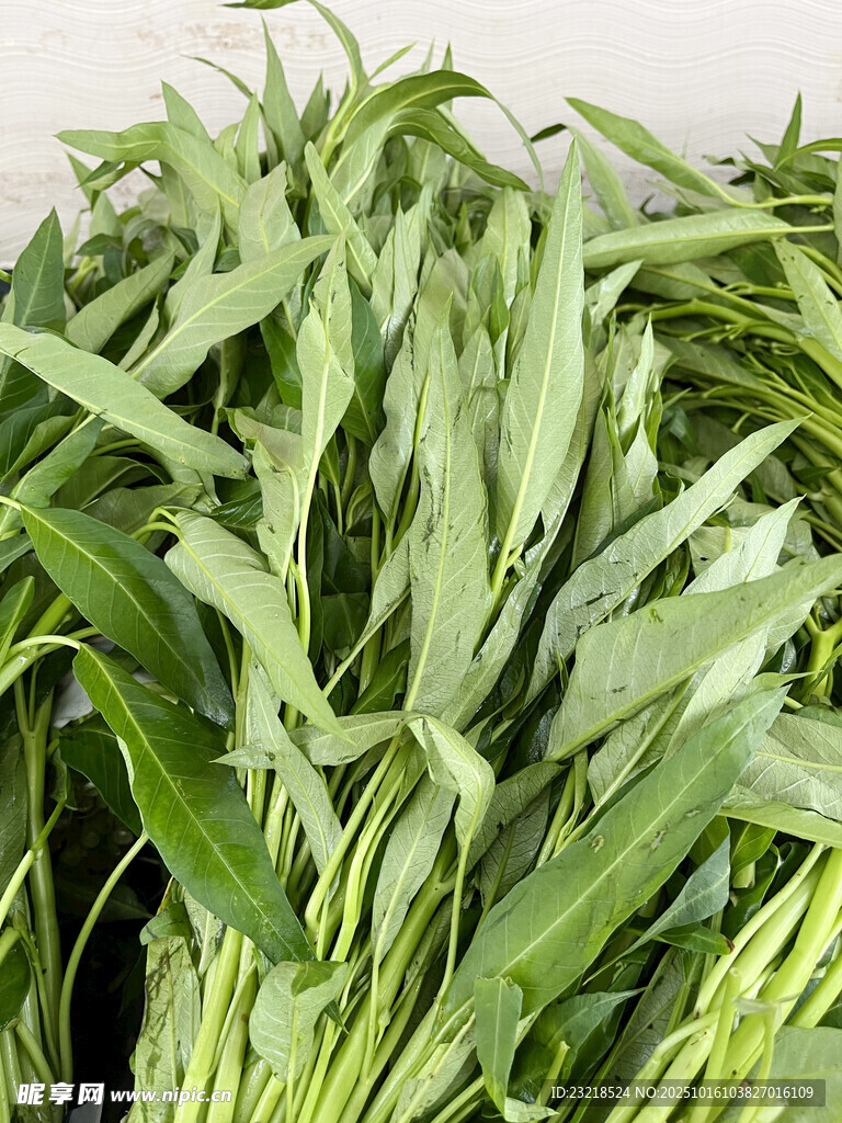新鲜空心菜蔬菜特写