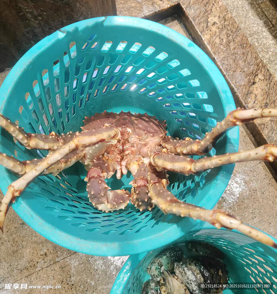 帝王蟹