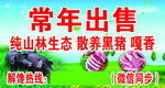 常年出售春山林散养黑猪噶香