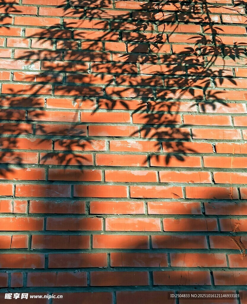 红砖墙上的枝叶光影