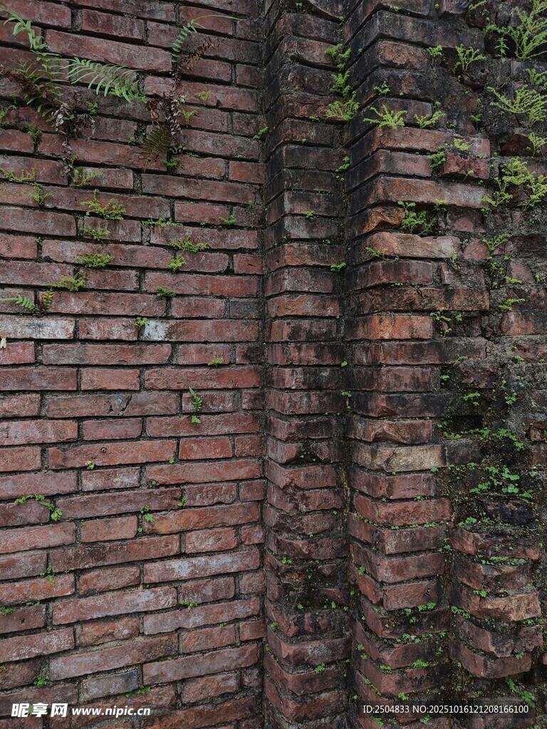 爬满绿植的古老砖墙