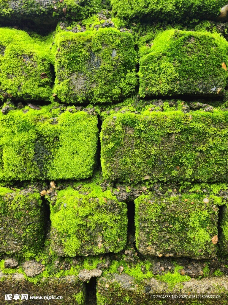 长满青苔的古老砖墙