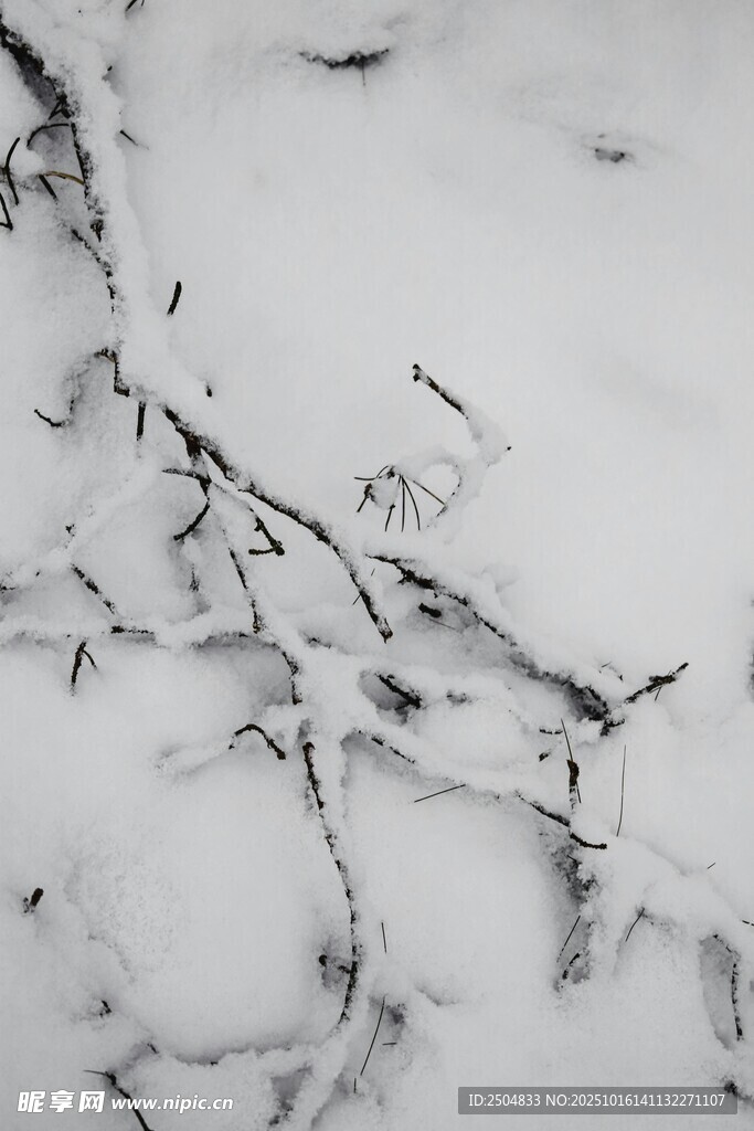 雪花覆盖的树枝纹理