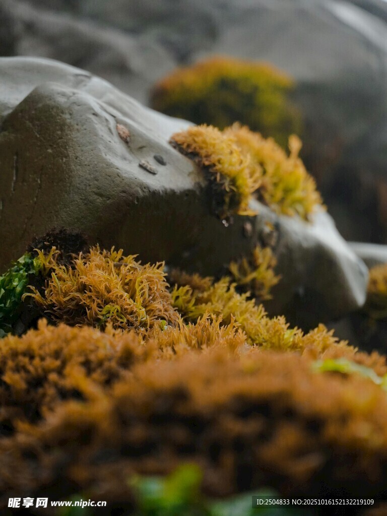 岩石上的多彩苔藓景观