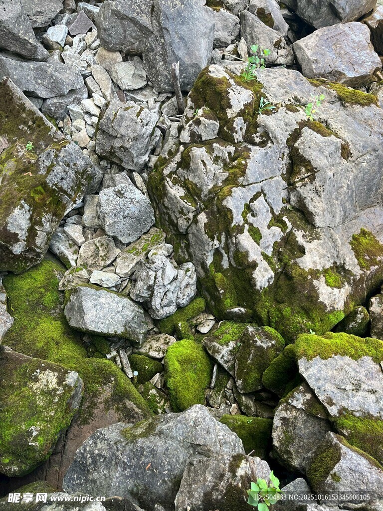 岩石上的翠绿苔藓景观