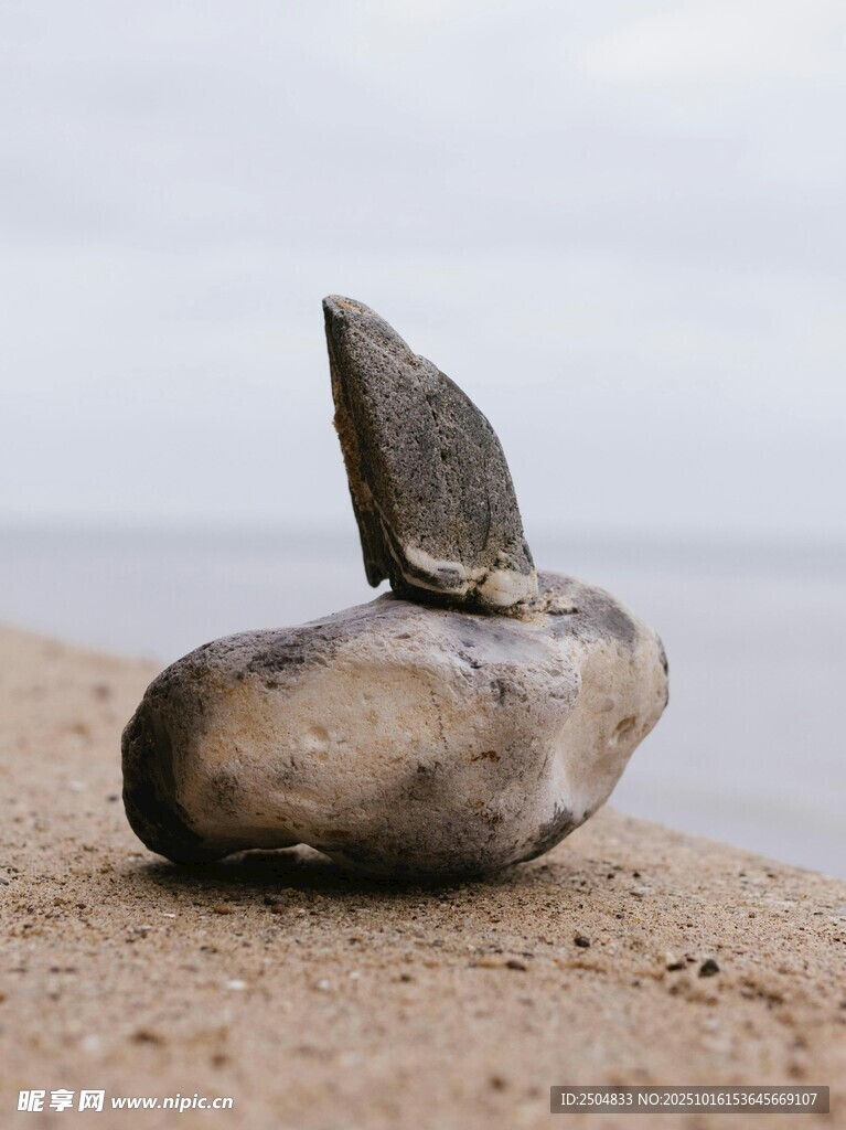 海边石上的独特小景致