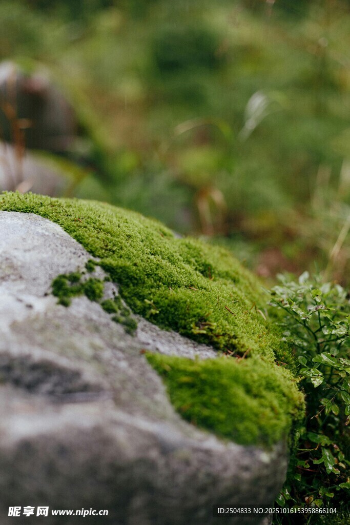 石上青苔绿意浓