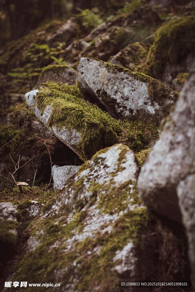 岩石上的青苔景观