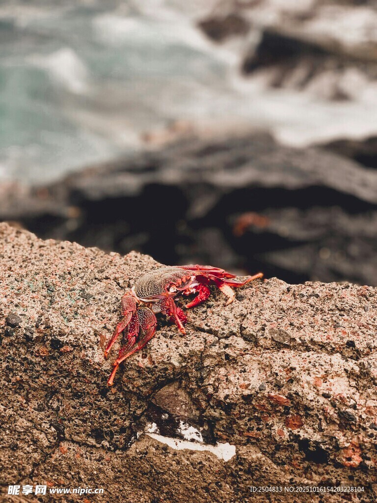 岩石上的红色小螃蟹