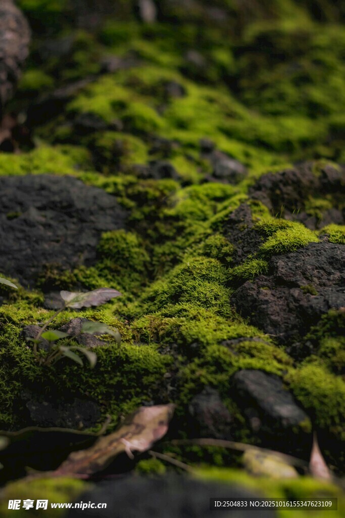 岩石上的翠绿苔藓