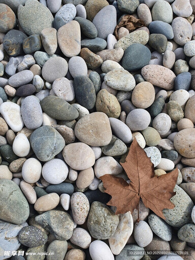 石间落叶 自然静谧之景