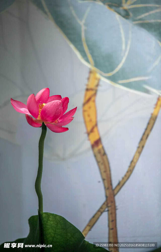 荷花