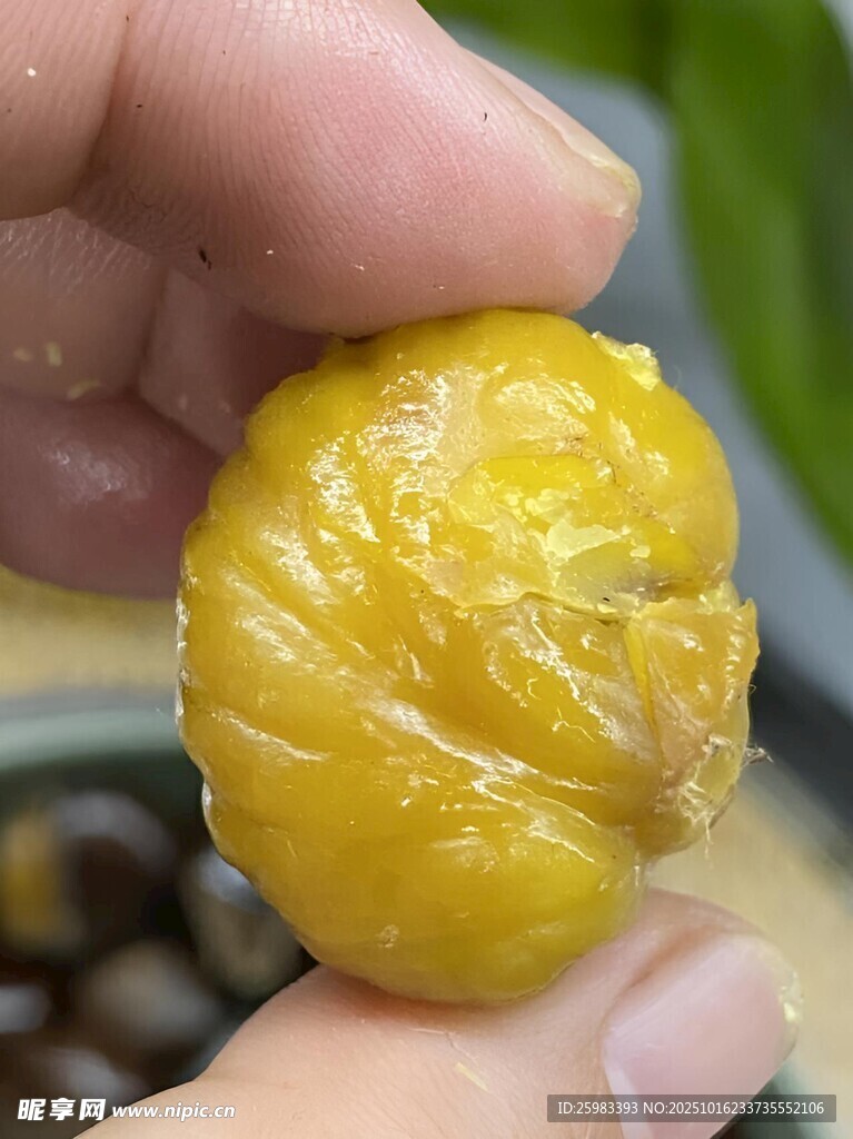 炒板栗