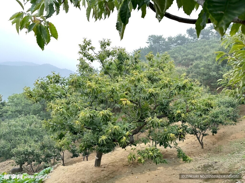 板栗栽培