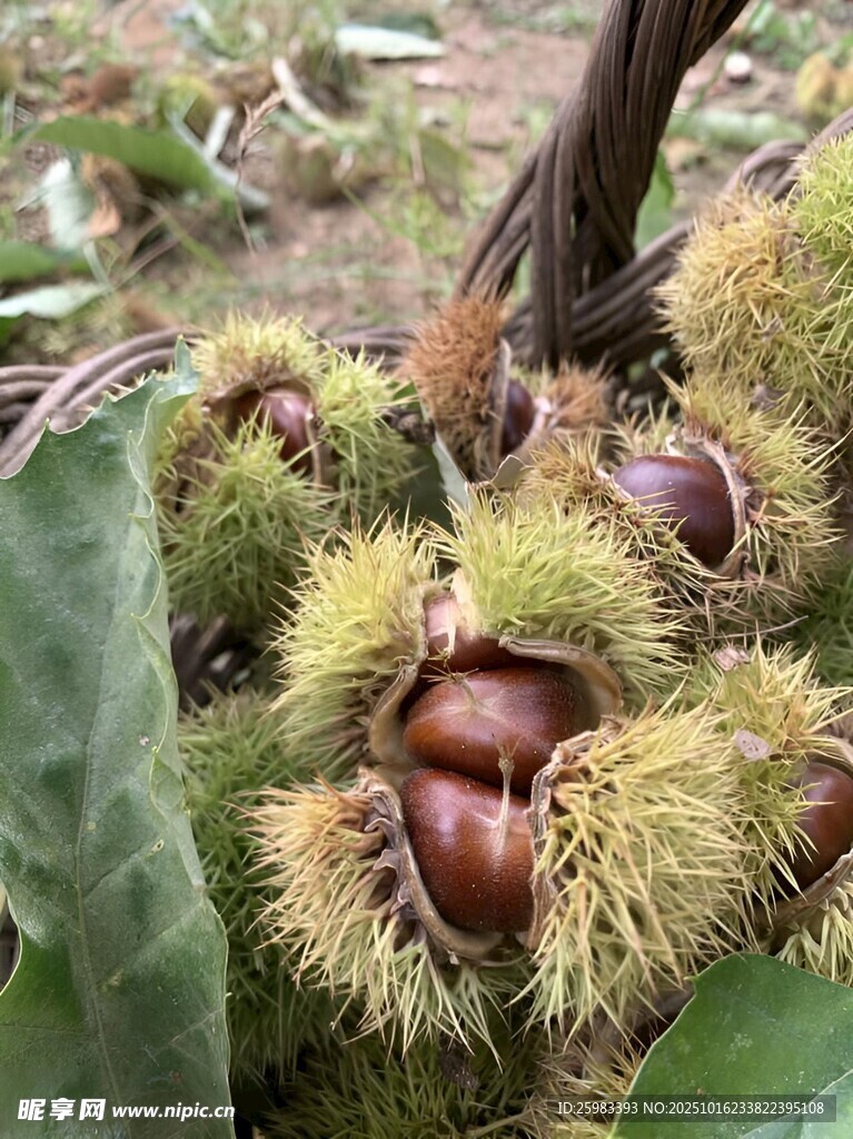 板栗栽培