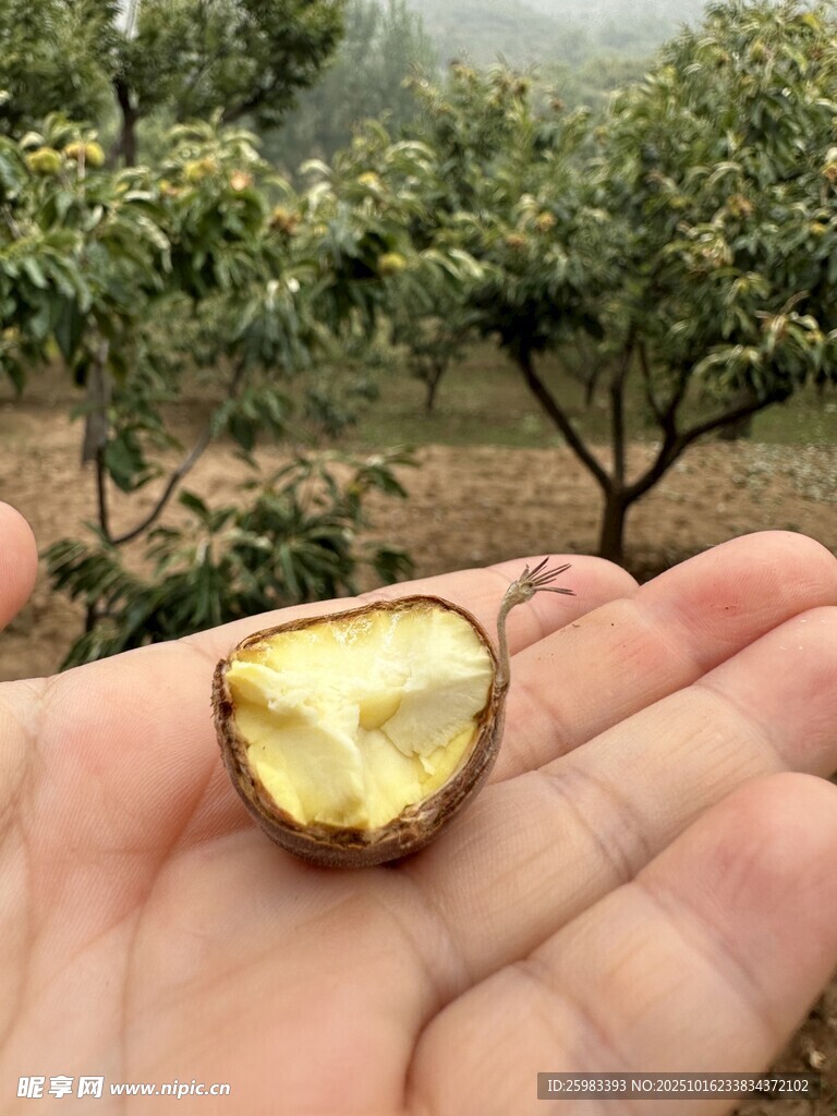 板栗