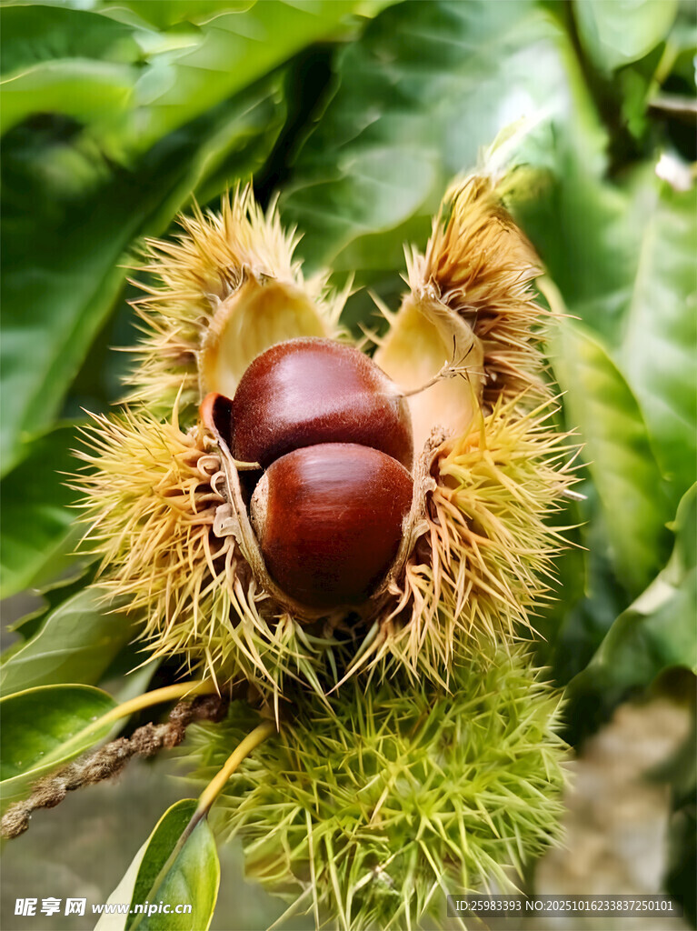板栗栽培