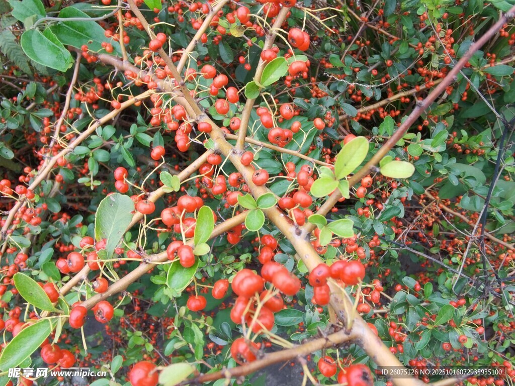 红果绿叶植物特写