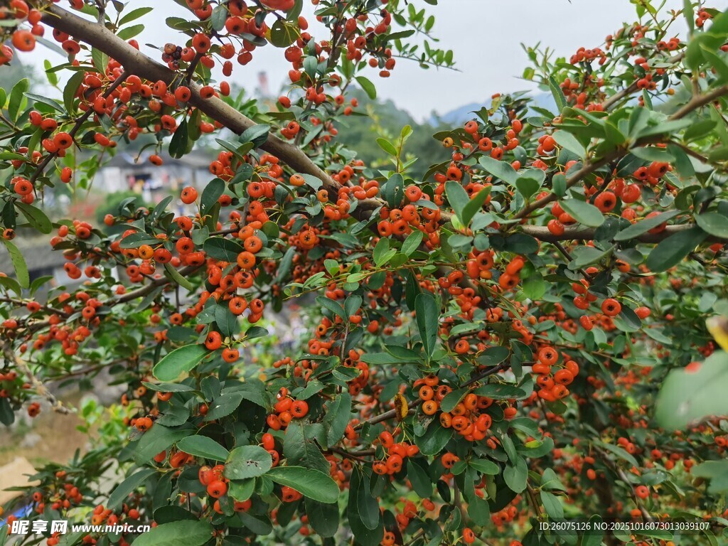 枝头红果累累