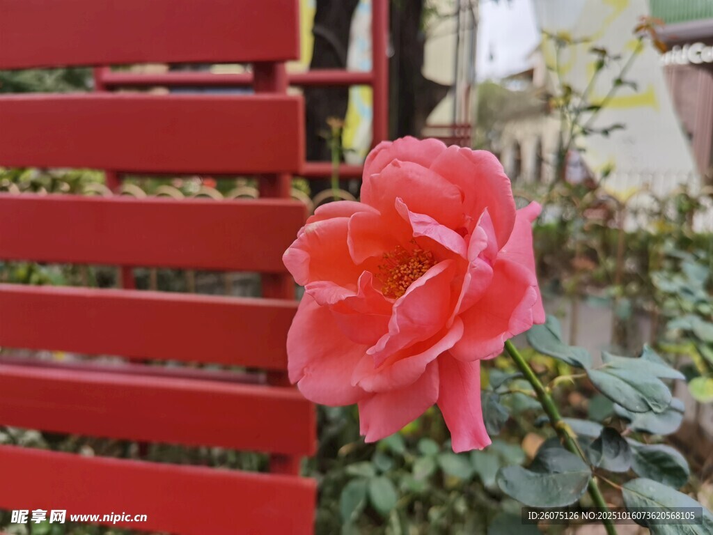 红椅旁娇艳的粉色花朵