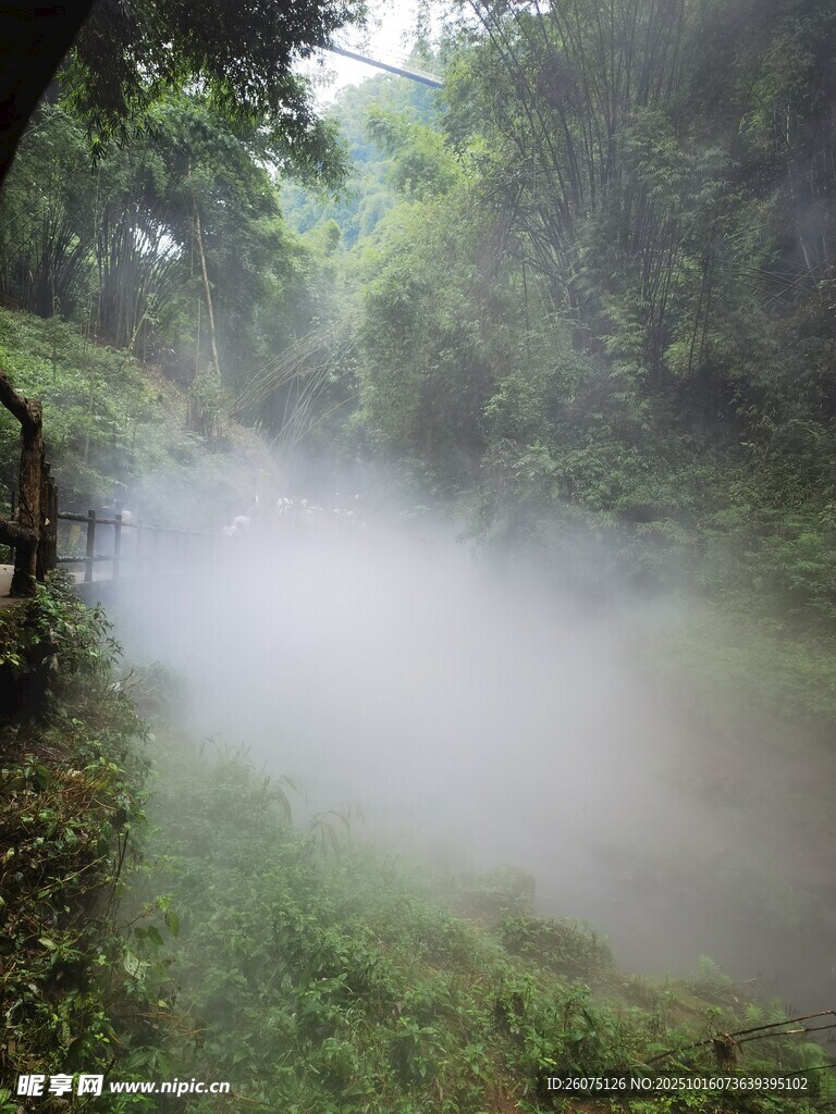 林间迷雾缭绕的清幽景致