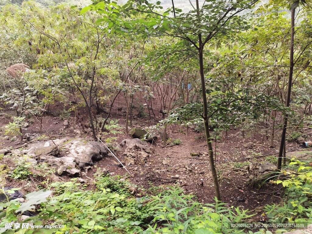 山林间的自然植被景观