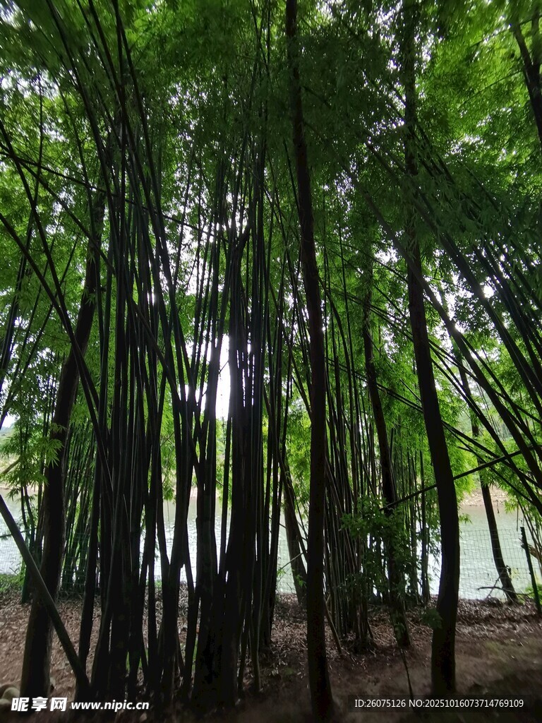 翠绿竹林景观