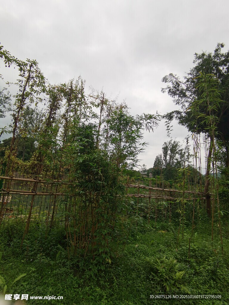 野外繁茂绿植景观