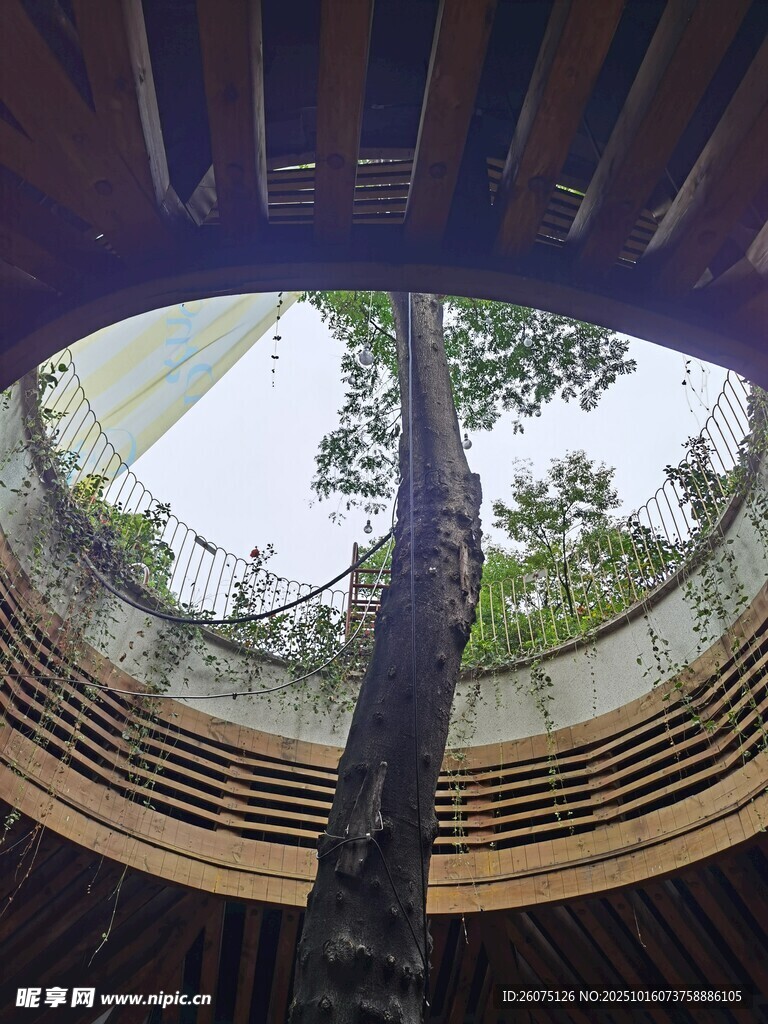 圆形建筑内的挺拔树木