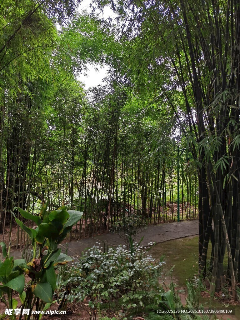 清幽竹林小径