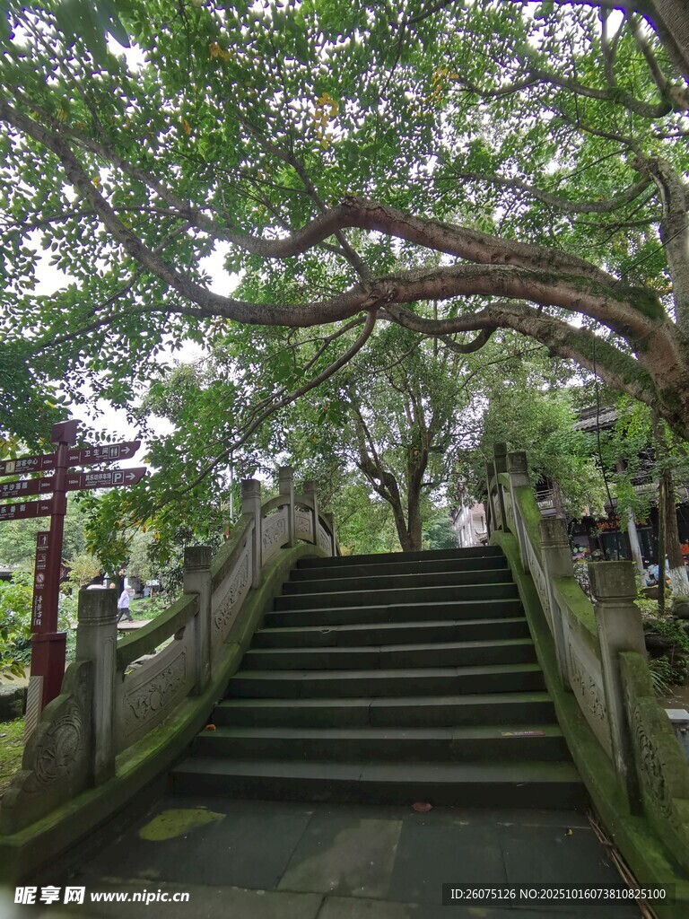古树下的石阶步道