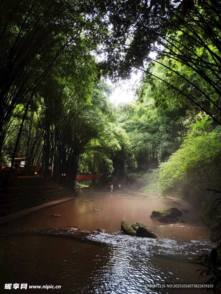 林间溪流静谧自然之景