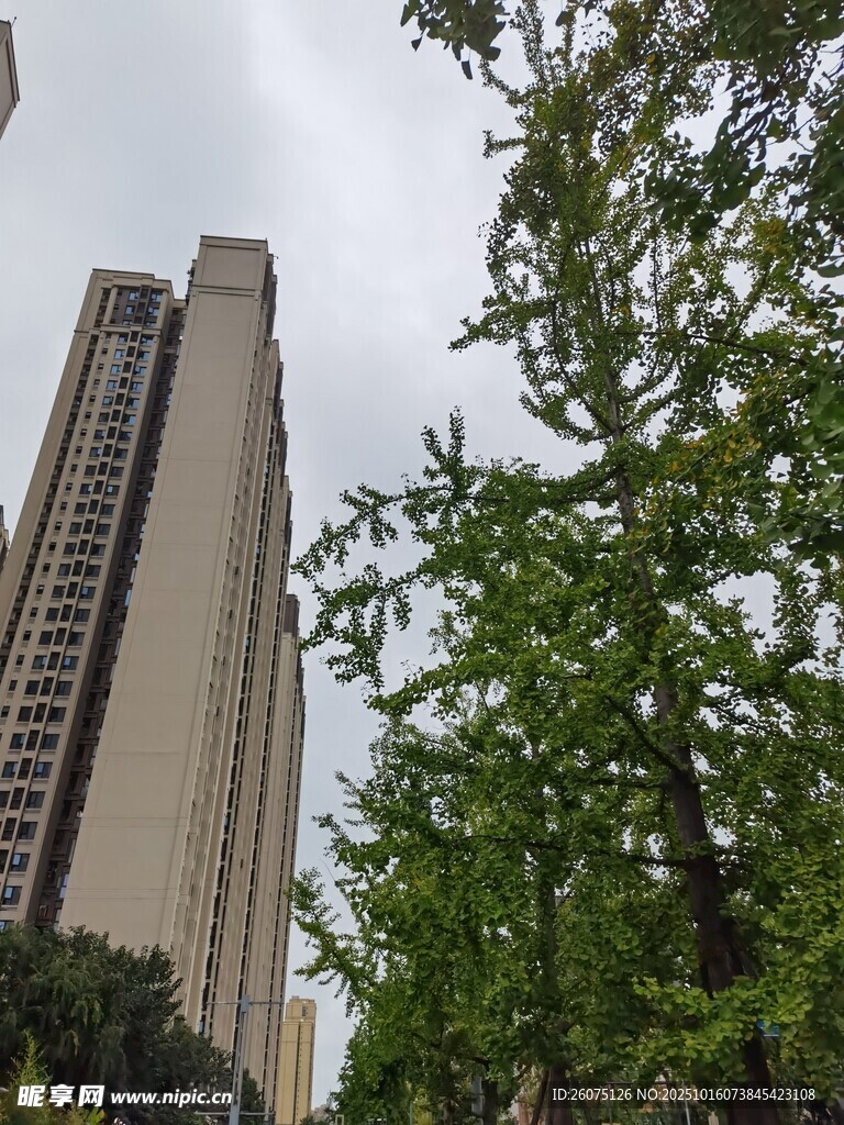 高楼旁绿意盎然的树木