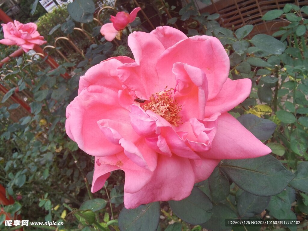 娇艳粉色月季花绽放