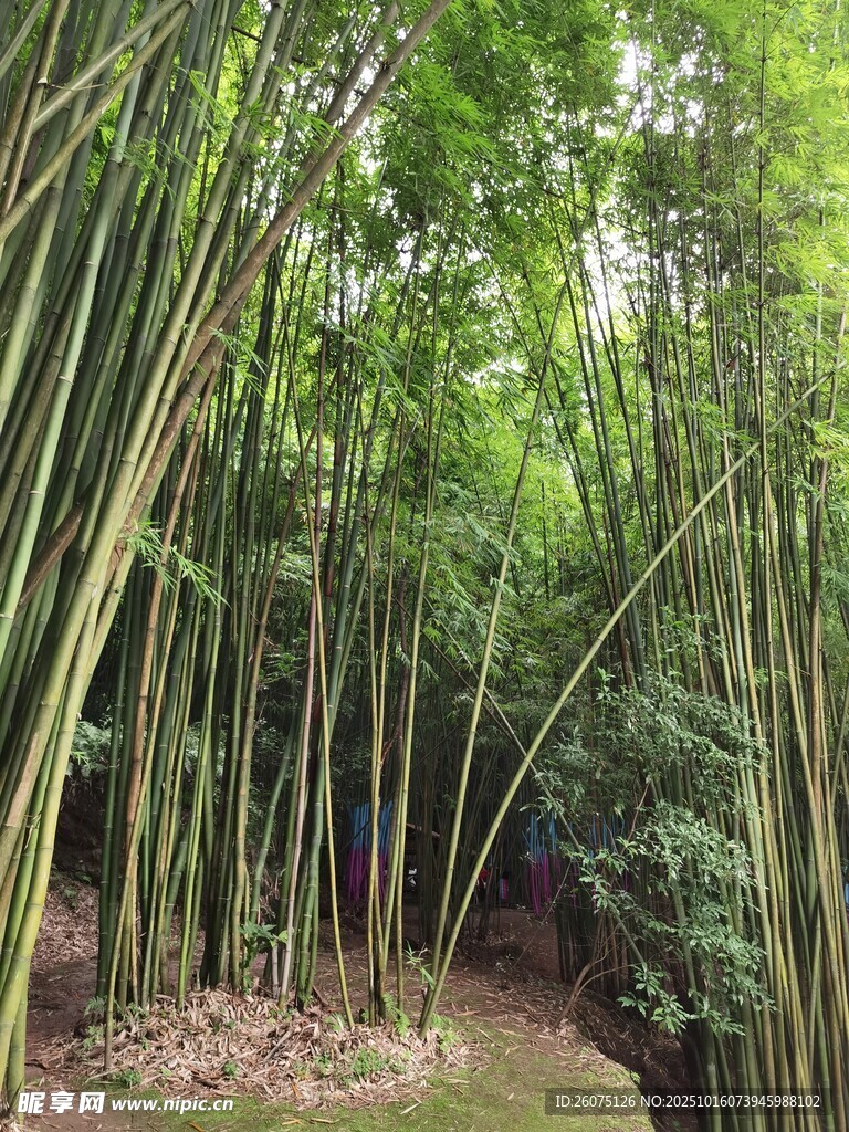 翠绿竹林间的清幽小径