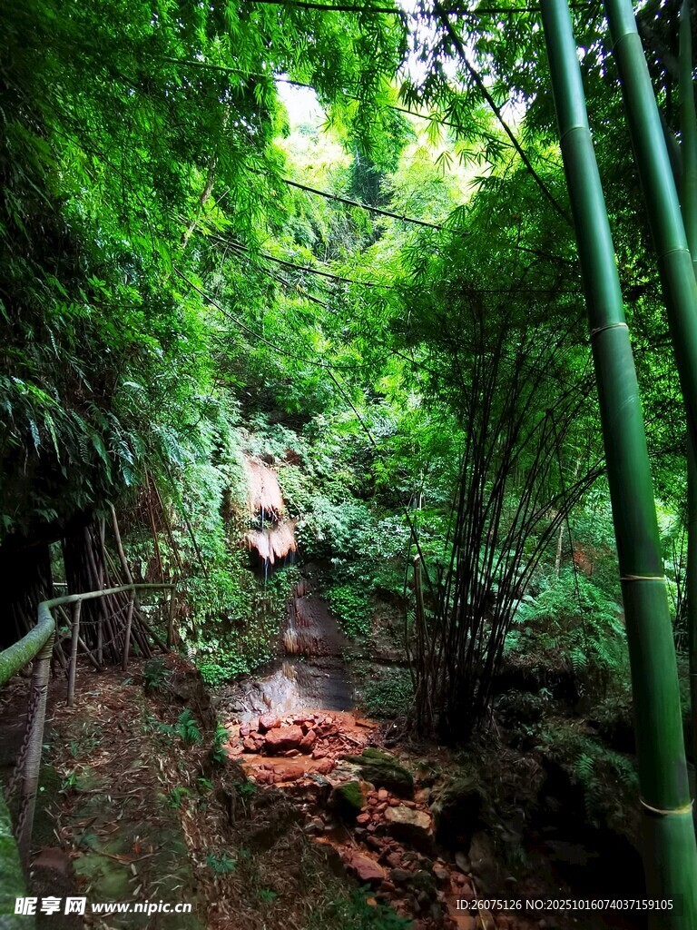 竹林间的幽静小径