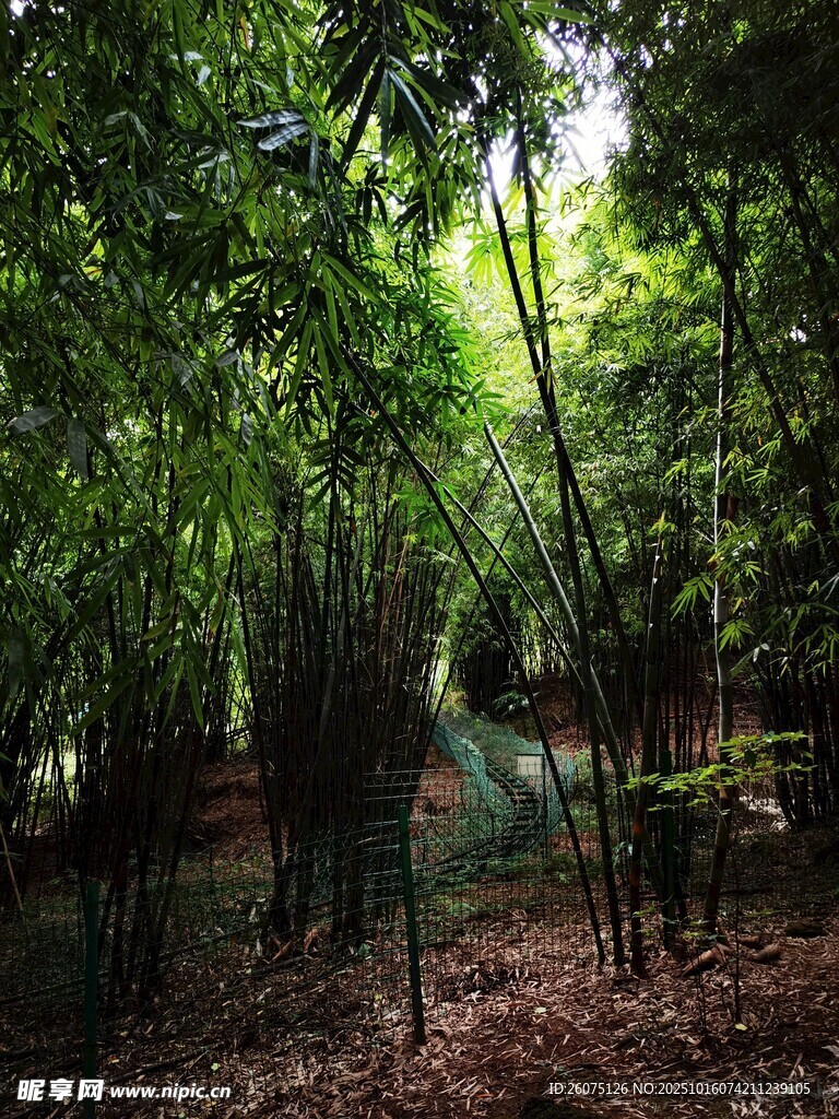 茂密竹林中的幽静小道