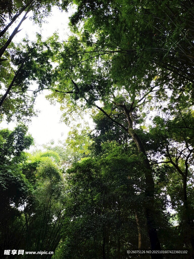 茂密森林中的繁茂树冠