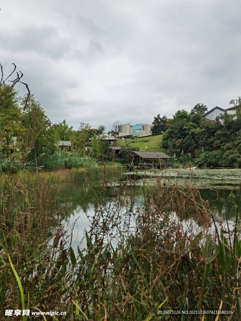 湖畔湿地风光